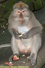 macaque